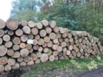 Eschenstammholz – 3 LKW-Ladungen (150 rm) – PEFC-zertifiziert – Bild 4