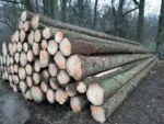 Fichtenstammholz – 3 LKW-Ladungen (150 rm) – PEFC-zertifiziert – Bild 2
