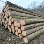 Fichtenstammholz – 5 LKW-Ladungen (250 rm) – PEFC-zertifiziert