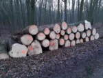 Fichtenstammholz – 3 LKW-Ladungen (150 rm) – PEFC-zertifiziert – Bild 3