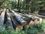 Birkenstammholz – 2 LKW-Ladungen (100 rm) – PEFC-zertifiziert – Bild 2