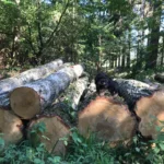 Birkenstammholz – 3 LKW-Ladungen (150 rm) – PEFC-zertifiziert