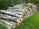 Birkenstammholz – 2 LKW-Ladungen (100 rm) – PEFC-zertifiziert – Bild 3
