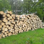 Birkenstammholz – 1/2 LKW-Ladung (25 rm) – PEFC-zertifiziert