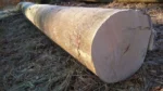 Buchenstammholz – 1/2 LKW-Ladung (25 rm) – PEFC-zertifiziert – Bild 2