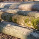 Buchenstammholz – 1/2 LKW-Ladung (25 rm) – PEFC-zertifiziert