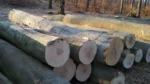Buchenstammholz – 1/2 LKW-Ladung (25 rm) – PEFC-zertifiziert – Bild 3