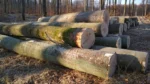 Buchenstammholz – 1/2 LKW-Ladung (25 rm) – PEFC-zertifiziert – Bild 4