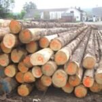 Laub-Hartholz Stammholz (gemischt) – 2 LKW-Ladungen (100 rm) – PEFC